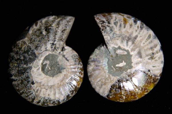 Ammonite Cleoniceras Halves-2492