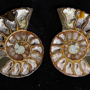 Ammonite Cleoniceras Halves-0