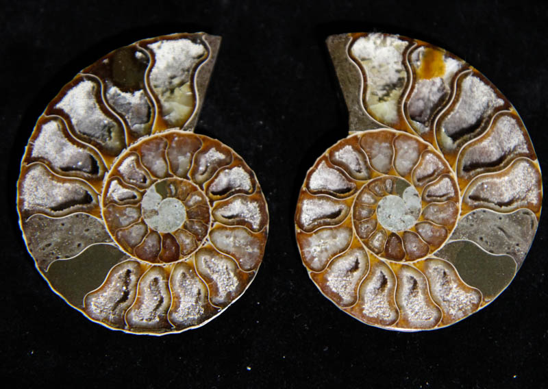 Ammonite Cleoniceras Halves-0