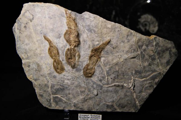 Dinosaur Footprint Grallator-0