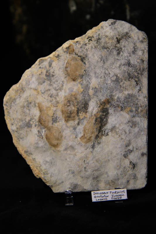 Dinosaur Footprint Grallator-0