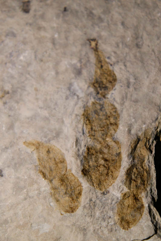 Dinosaur Footprint Grallator-0