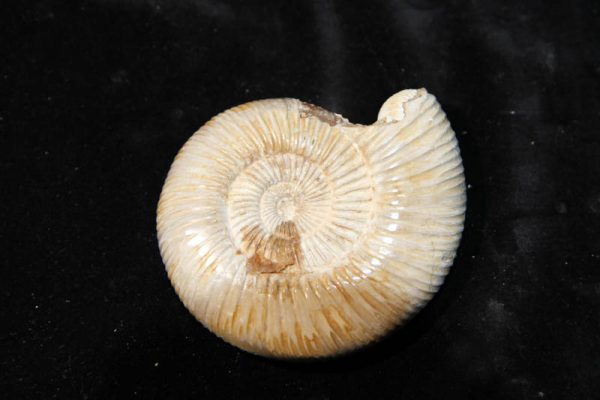 Ammonite Perisphinctes-0