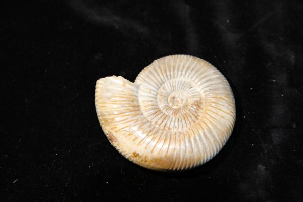 Ammonite Perisphinctes-2449