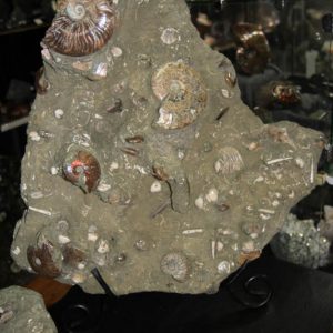 Massive Ammonite cluster-0
