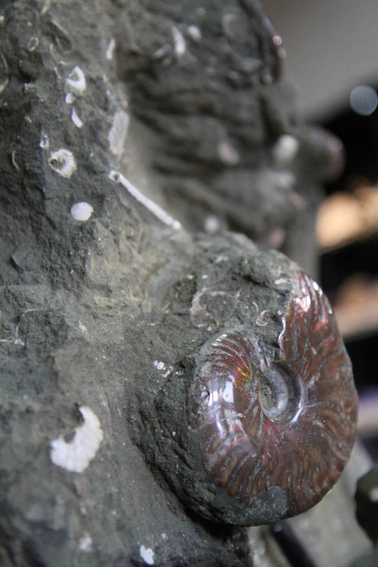 Massive Ammonite cluster-2463