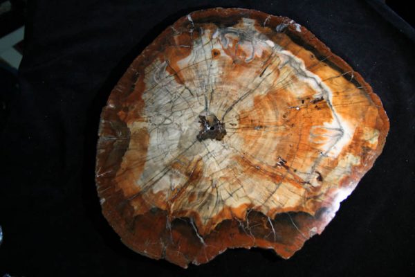 Arizona Petrified Wood -0