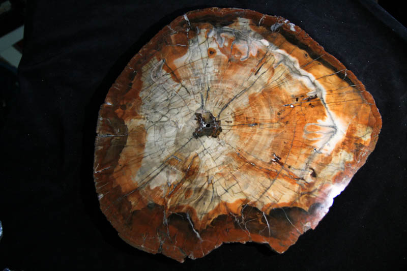 Arizona Petrified Wood -0