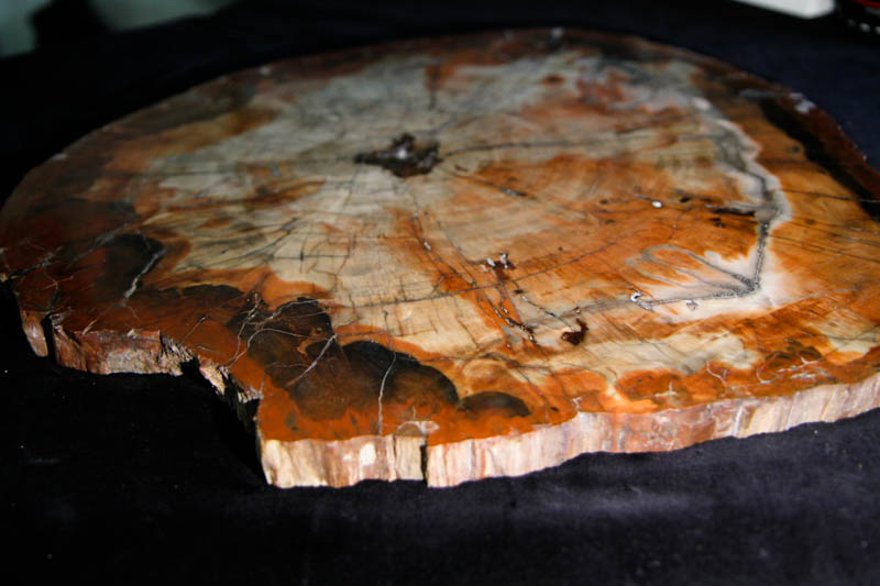 Arizona Petrified Wood -2556