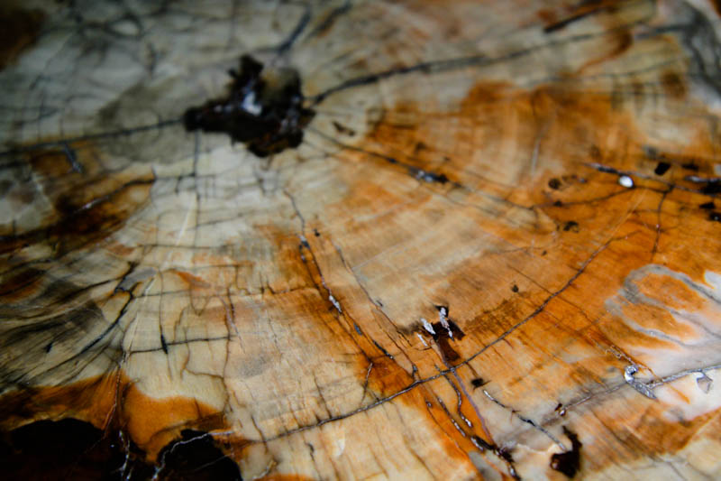 Arizona Petrified Wood -2557