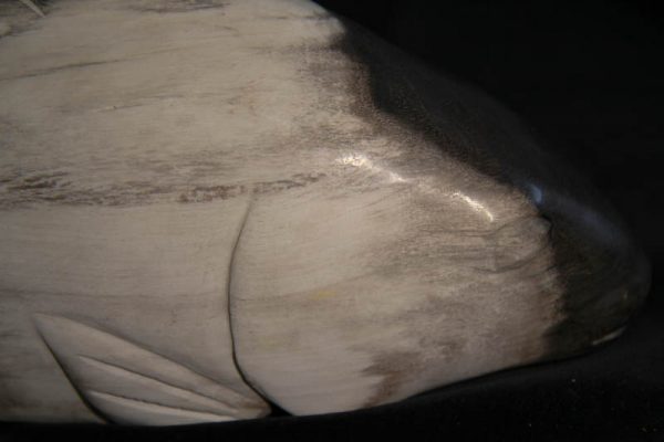 Petrified Wood Fish-2575