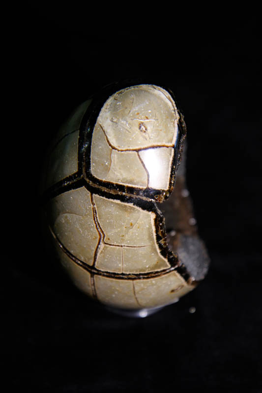 Septarian Egg Medium-2644