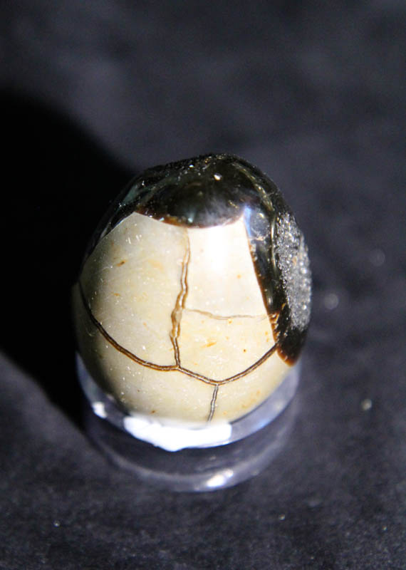 Septarian Egg-2656