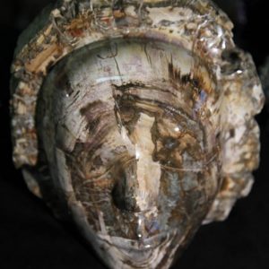 Petrified Wood Face-0