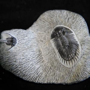 Trilobite Septimopeltis & Cyphaspis Plaque-0