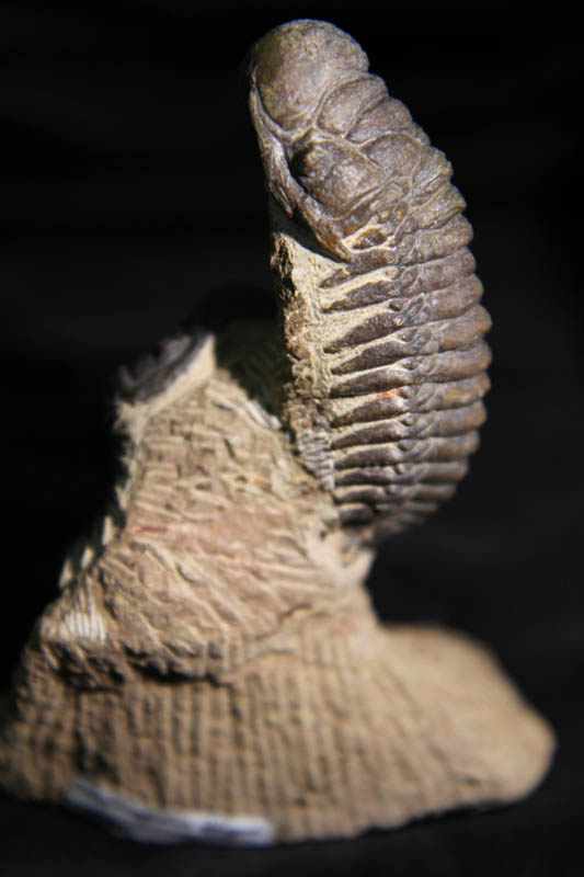 Trilobite Crotalocephalus Africans-2718