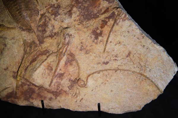 Trilobite Mucronaspis Plaque-2743
