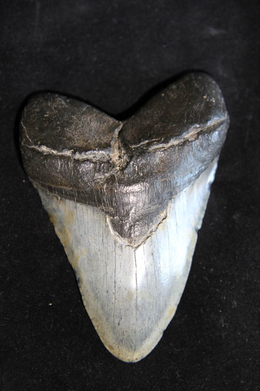 Carcharadon Megalodon-0