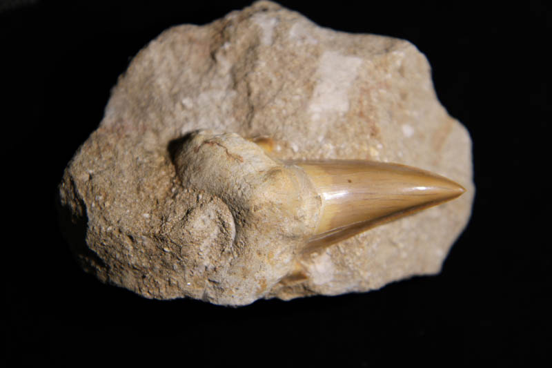 Shark Tooth Lamna Obliqua in matrix-0