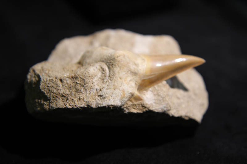 Shark Tooth Lamna Obliqua in matrix-2899
