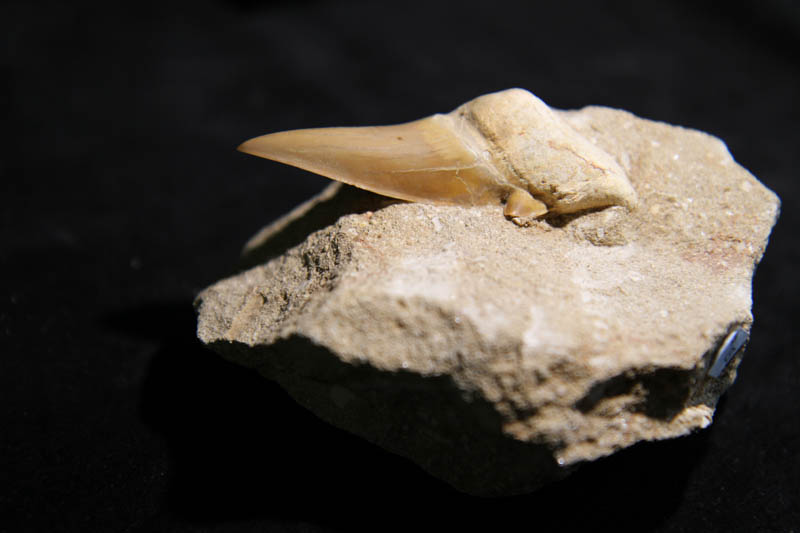 Shark Tooth Lamna Obliqua in matrix-2898