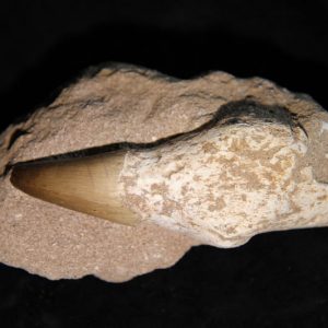Mosasaur Tooth - Liodon Anceps Rooted-0