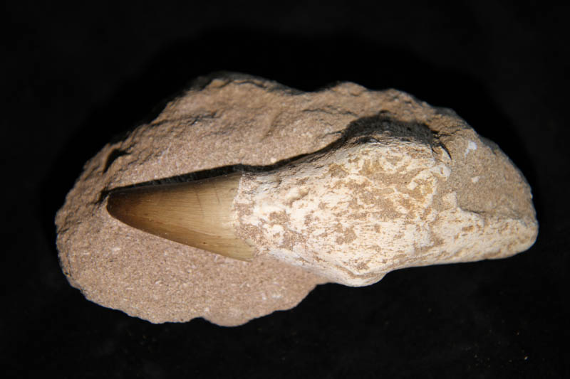 Mosasaur Tooth - Liodon Anceps Rooted-0