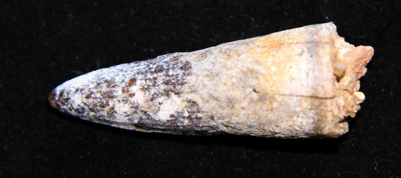 Dinosaur Tooth, Spinosaurus maroccanus-0