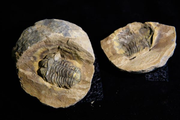 Trilobite Flexicalymene ouzregui-2812