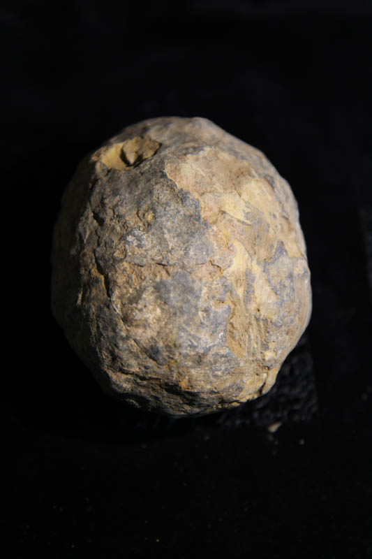 Trilobite Flexicalymene ouzregui-0