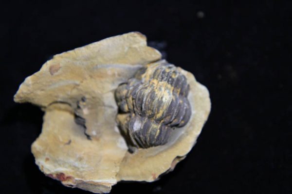 Trilobite Flexicalymene ouzregui-2826