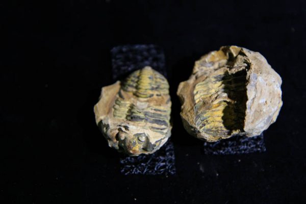 Trilobite Flexicalymene ouzregui-2866