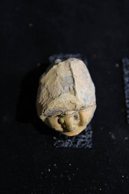 Trilobite Flexicalymene ouzregui-0