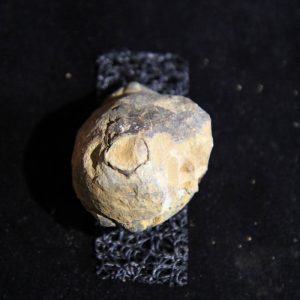 Trilobite Flexicalymene ouzregui-0