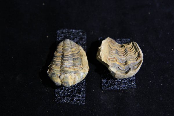 Trilobite Flexicalymene ouzregui-2870