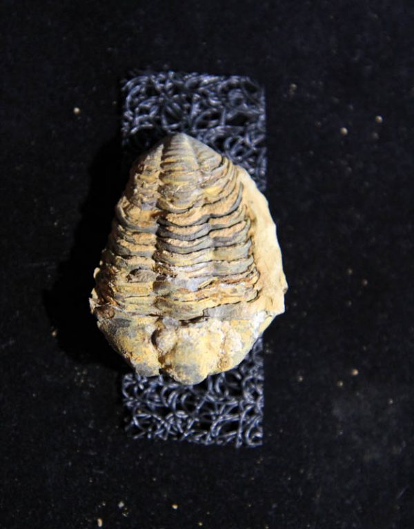 Trilobite Flexicalymene ouzregui-2871