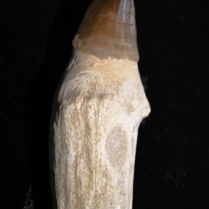 Mosasaur Tooth - Prognathadon Giganteous Rooted-0