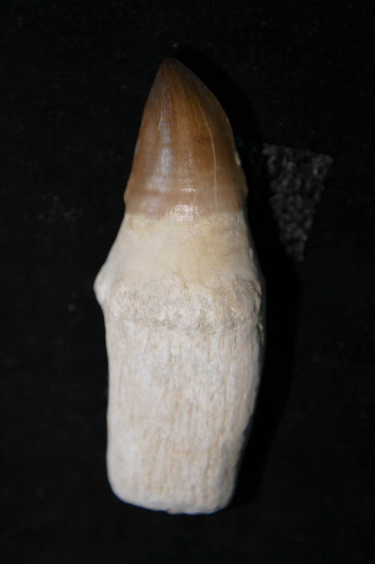 Mosasaur Tooth - Prognathadon Giganteous Rooted-2897
