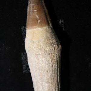 Mosasaur Tooth - Liodon Anceps Rooted-0