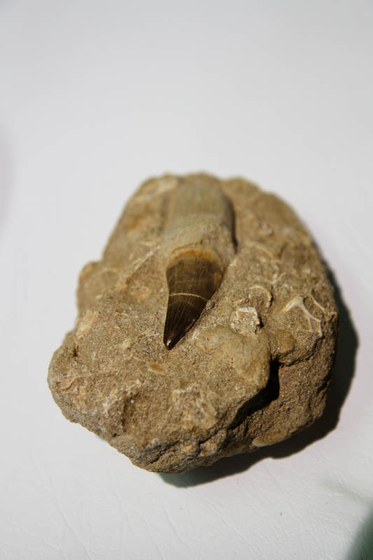 Mosasaur Rooted Tooth In Bone Matrix-2908