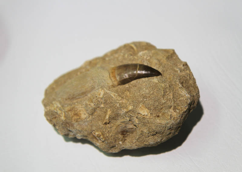 Mosasaur Rooted Tooth In Bone Matrix-2906