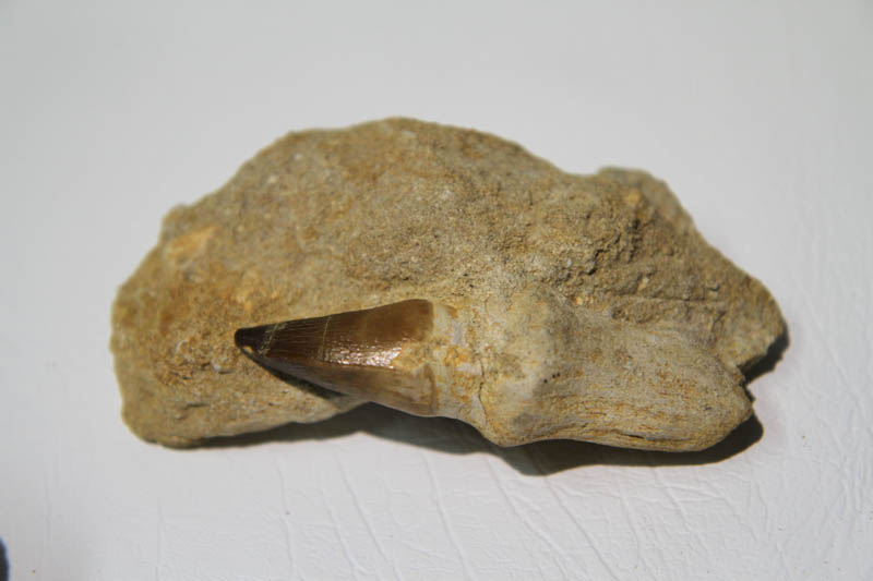 Mosasaur Rooted Tooth In Bone Matrix-2910