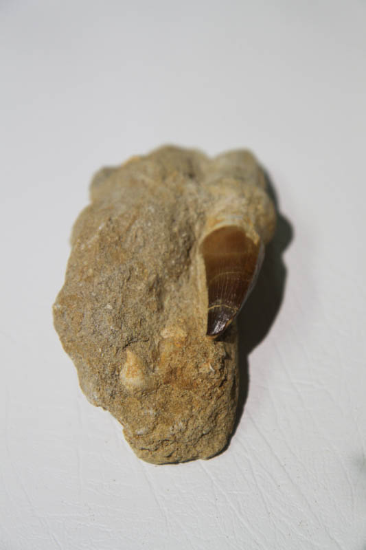 Mosasaur Rooted Tooth In Bone Matrix-2911