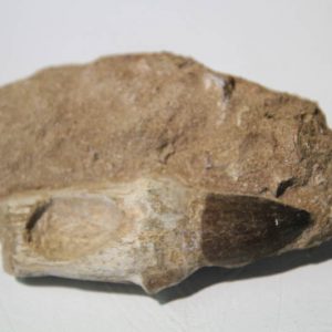 Mosasaur Rooted Tooth In Bone Matrix-0