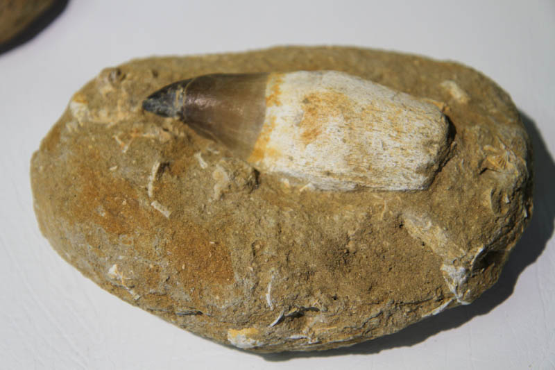 Mosasaur Rooted Tooth In Bone Matrix-2920