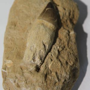 Mosasaur Rooted Tooth In Bone Matrix-0