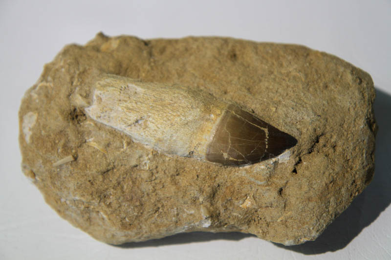 Mosasaur Rooted Tooth In Bone Matrix-2922