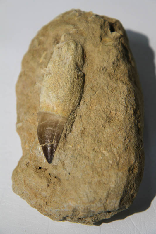 Mosasaur Rooted Tooth In Bone Matrix-2923