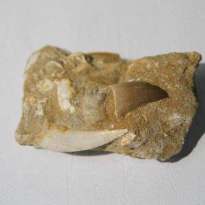 Mixed Teeth In Bone Matrix-0