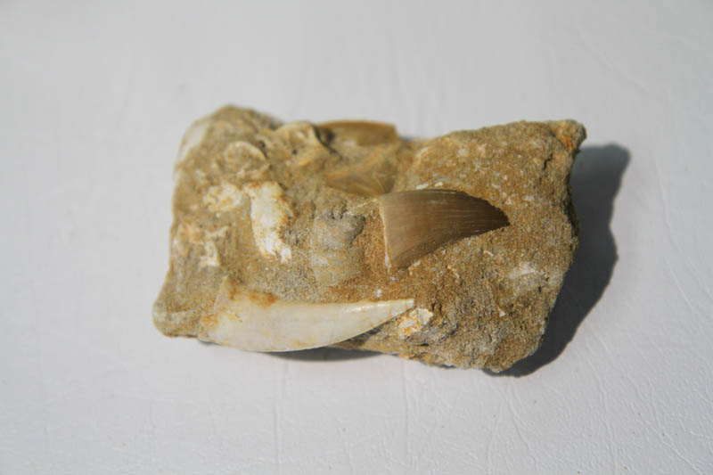 Mixed Teeth In Bone Matrix-0